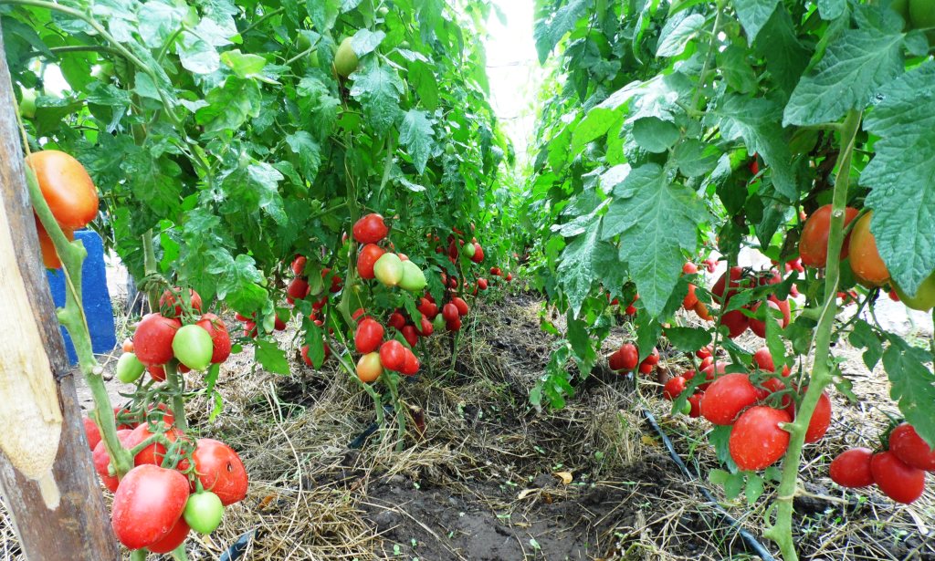 Tomatoes in Mombasa By Laban Robert.JPG